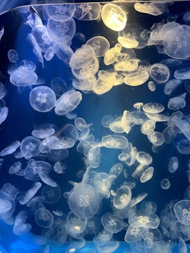 鴨川シーワールドに投稿された画像（2024/4/14）