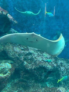 鴨川シーワールドに投稿された画像（2024/4/14）