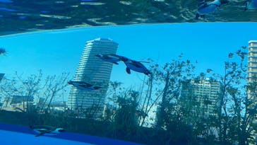 サンシャイン水族館に投稿された画像（2024/4/14）