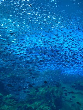 仙台うみの杜水族館に投稿された画像（2024/4/14）