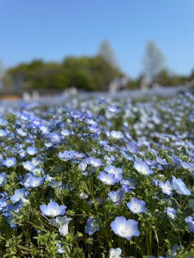 浜名湖花博2024に投稿された画像（2024/4/14）