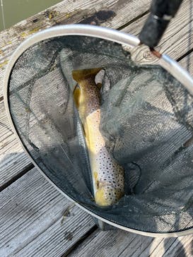 大安トラウトレイクに投稿された画像（2024/4/15）