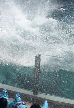 鴨川シーワールドに投稿された画像（2024/4/15）