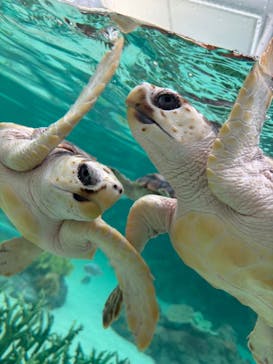 鴨川シーワールドに投稿された画像（2024/4/15）