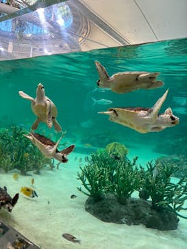 鴨川シーワールドに投稿された画像（2024/4/15）