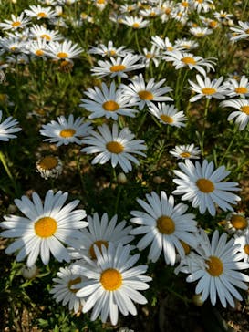 浜名湖花博2024に投稿された画像（2024/4/15）