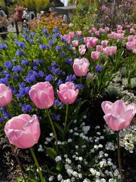 浜名湖花博2024に投稿された画像（2024/4/15）