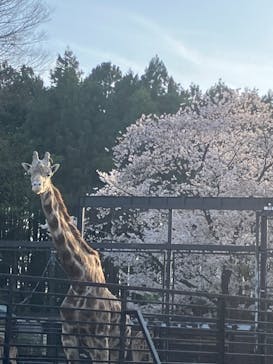 宇都宮動物園に投稿された画像（2024/4/15）