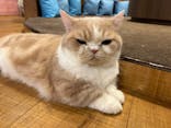 猫カフェモカ 名古屋栄店に投稿された画像（2024/4/15）