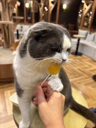 猫カフェモカ 名古屋栄店に投稿された画像（2024/4/15）