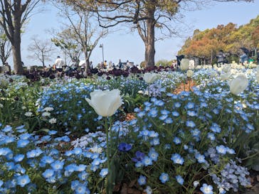 浜名湖花博2024に投稿された画像（2024/4/15）