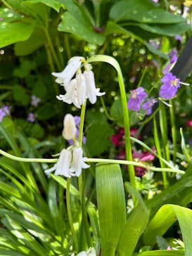 横浜イングリッシュガーデンに投稿された画像（2024/4/15）