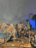 福井県立恐竜博物館に投稿された画像（2024/4/15）