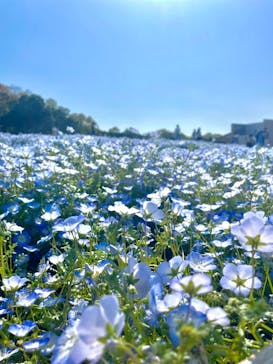 浜名湖花博2024に投稿された画像（2024/4/15）