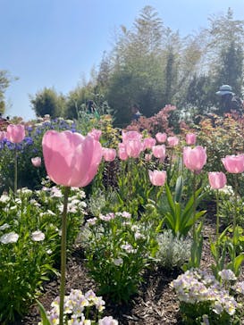 浜名湖花博2024に投稿された画像（2024/4/15）