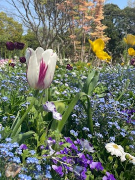 浜名湖花博2024に投稿された画像（2024/4/15）