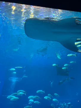 沖縄美ら海水族館に投稿された画像（2024/4/15）