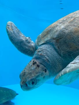 沖縄美ら海水族館に投稿された画像（2024/4/15）