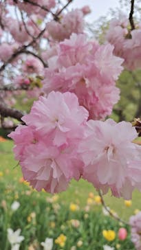 浜名湖花博2024に投稿された画像（2024/4/15）