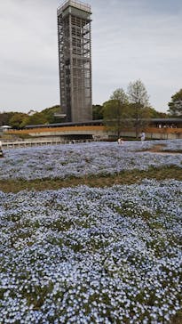 浜名湖花博2024に投稿された画像（2024/4/15）