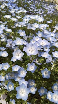 浜名湖花博2024に投稿された画像（2024/4/15）