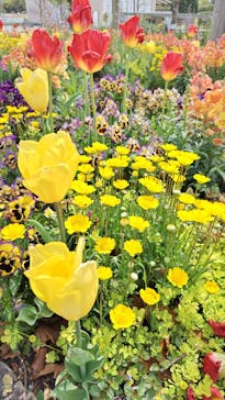 浜名湖花博2024に投稿された画像（2024/4/15）