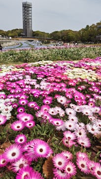 浜名湖花博2024に投稿された画像（2024/4/15）