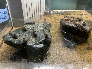 AOAO SAPPOROに投稿された画像（2024/4/15）