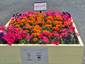 浜名湖花博2024に投稿された画像（2024/4/15）