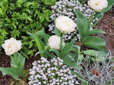 浜名湖花博2024に投稿された画像（2024/4/15）