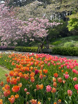 浜名湖花博2024に投稿された画像（2024/4/15）