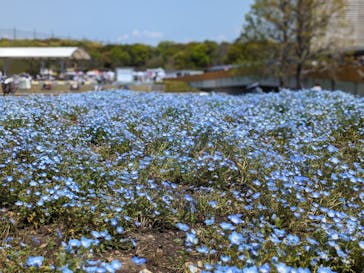 浜名湖花博2024に投稿された画像（2024/4/15）