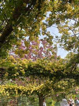 浜名湖花博2024に投稿された画像（2024/4/15）