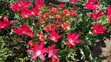 浜名湖花博2024に投稿された画像（2024/4/16）