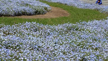 浜名湖花博2024に投稿された画像（2024/4/16）