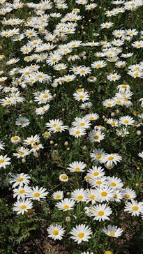 浜名湖花博2024に投稿された画像（2024/4/16）