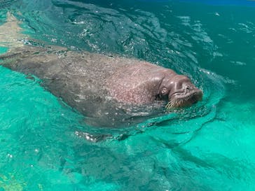 鴨川シーワールドに投稿された画像（2024/4/16）