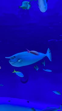 新江ノ島水族館に投稿された画像（2024/4/16）