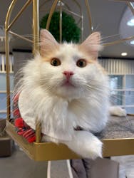 猫カフェモカ　立川店に投稿された画像（2024/4/16）