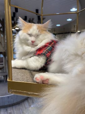 猫カフェモカ　立川店に投稿された画像（2024/4/16）