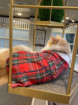 猫カフェモカ　立川店に投稿された画像（2024/4/16）