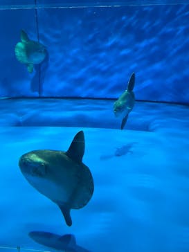アクアワールド茨城県大洗水族館に投稿された画像（2024/4/16）