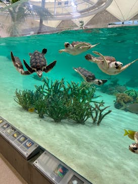 鴨川シーワールドに投稿された画像（2024/4/16）