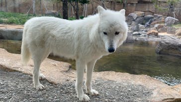 那須どうぶつ王国に投稿された画像（2024/4/16）