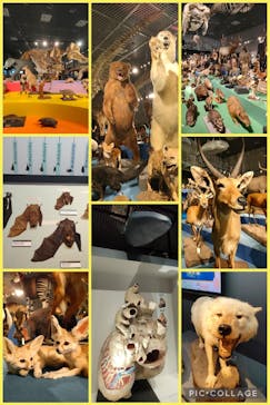 特別展「大哺乳類展３－わけてつなげて大行進」に投稿された画像（2024/4/16）