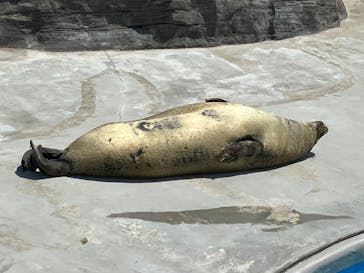鴨川シーワールドに投稿された画像（2024/4/16）