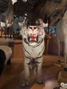 国立科学博物館に投稿された画像（2024/4/16）