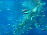 沖縄美ら海水族館に投稿された画像（2024/4/16）