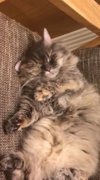 猫カフェモカ　イオンモール水戸内原店に投稿された画像（2024/4/16）