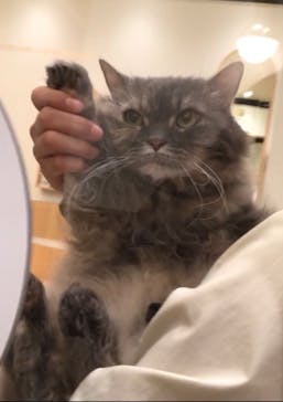 猫カフェモカ　イオンモール水戸内原店に投稿された画像（2024/4/16）